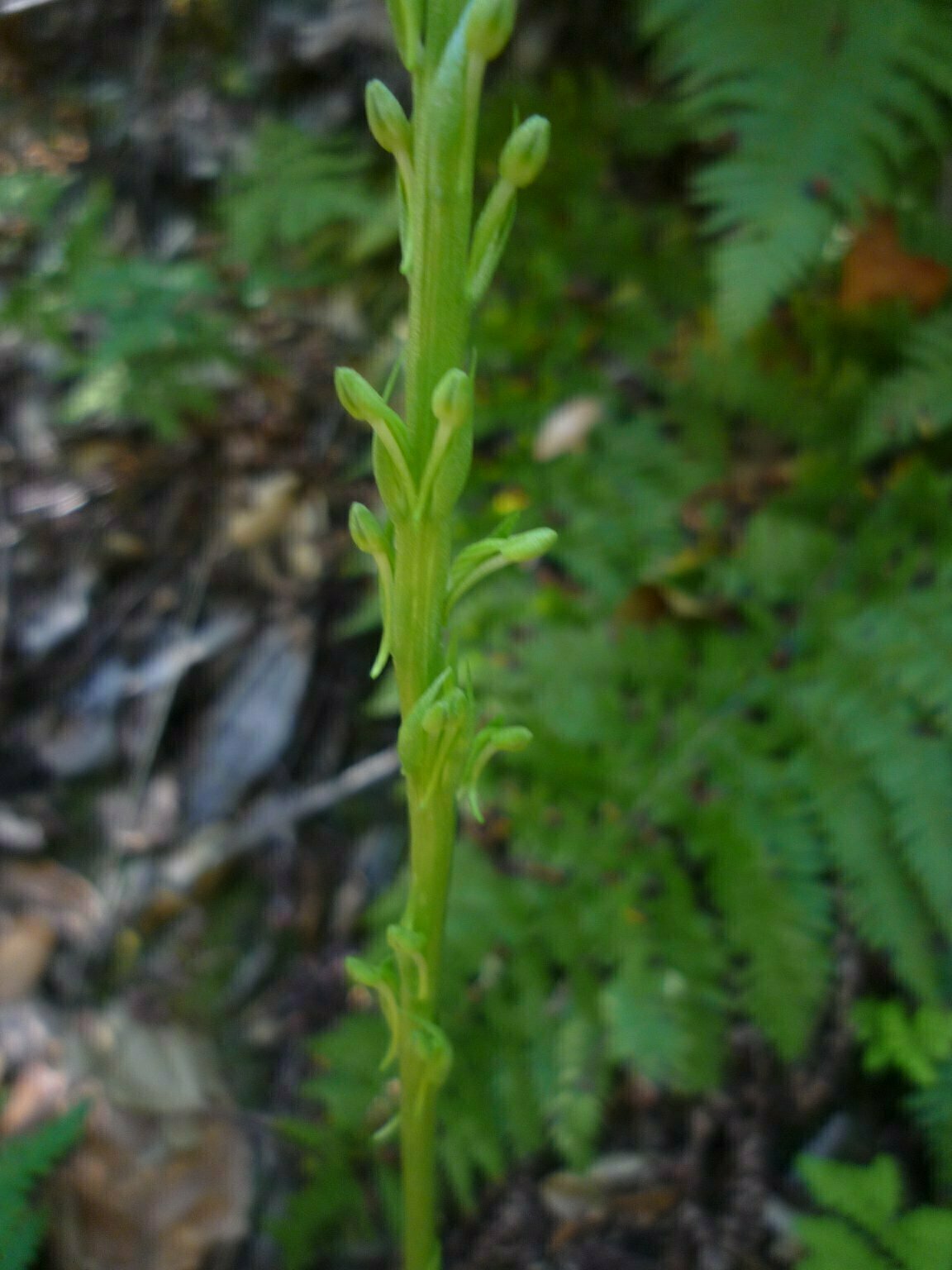 High Resolution Piperia elongata Bud